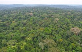 <strong>Industrie forestière/Le Gabon s’impose sur le développement durable</strong>